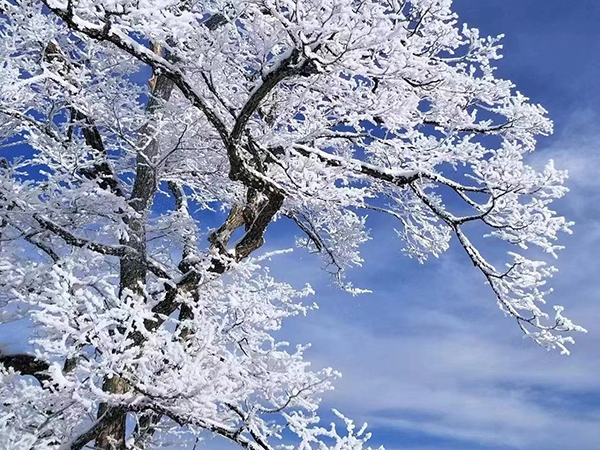景區(qū)運營